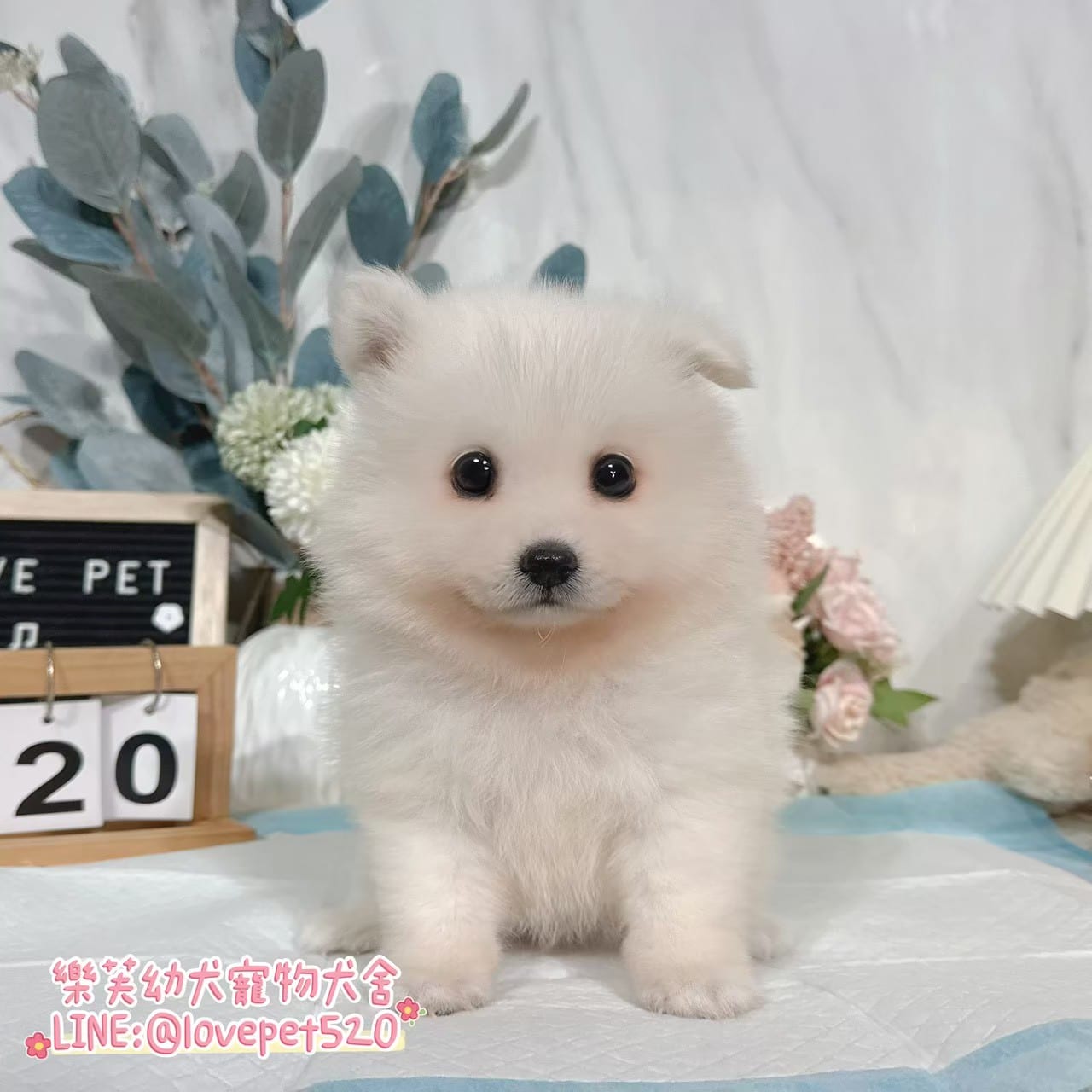 狐狸犬-樂芙幼犬寵物犬舍