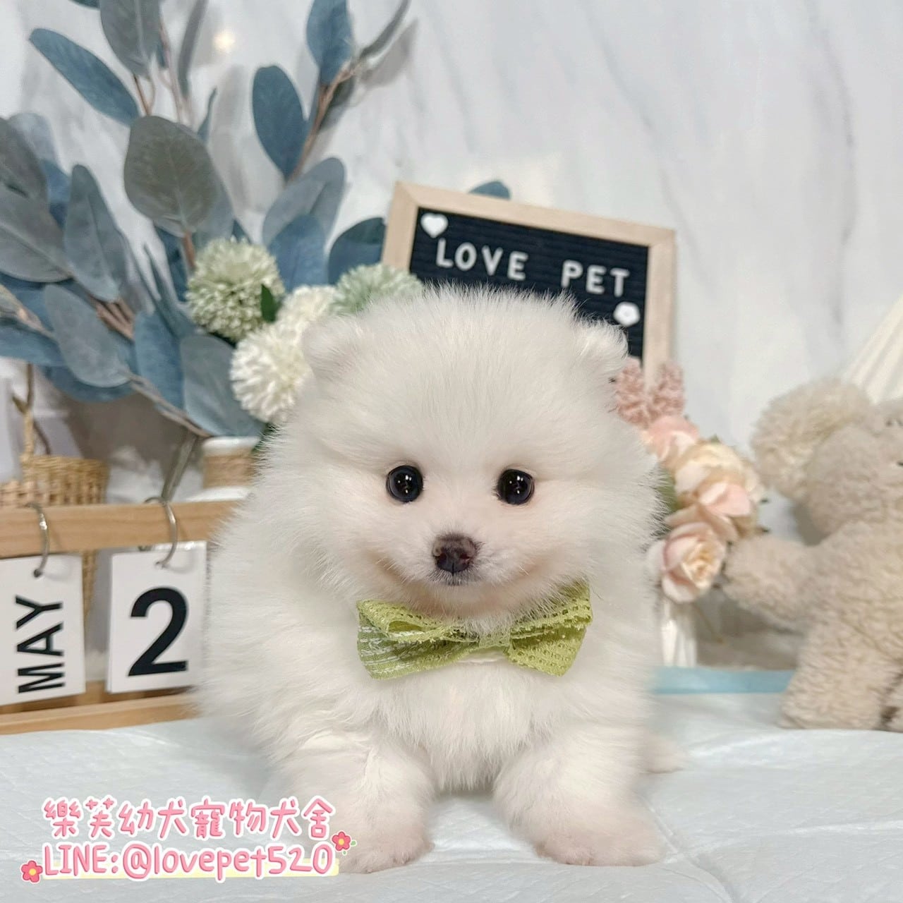 狐狸犬-樂芙幼犬寵物犬舍