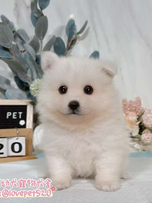 狐狸犬-樂芙幼犬寵物犬舍