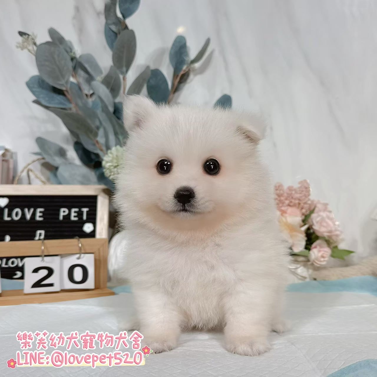 狐狸犬-樂芙幼犬寵物犬舍