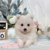 狐狸犬-樂芙幼犬寵物犬舍