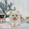 狐狸犬-樂芙幼犬寵物犬舍