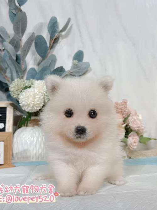 狐狸犬-樂芙幼犬寵物犬舍