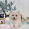 狐狸犬-樂芙幼犬寵物犬舍