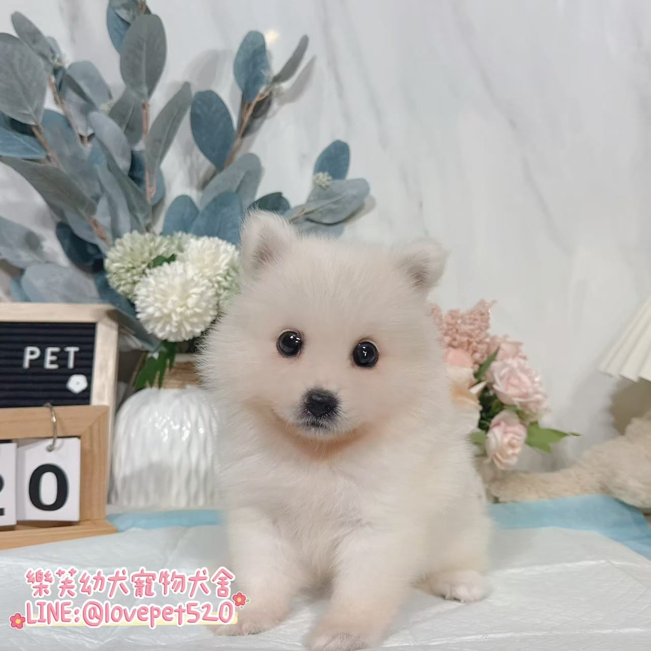 狐狸犬-樂芙幼犬寵物犬舍