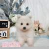 狐狸犬-樂芙幼犬寵物犬舍