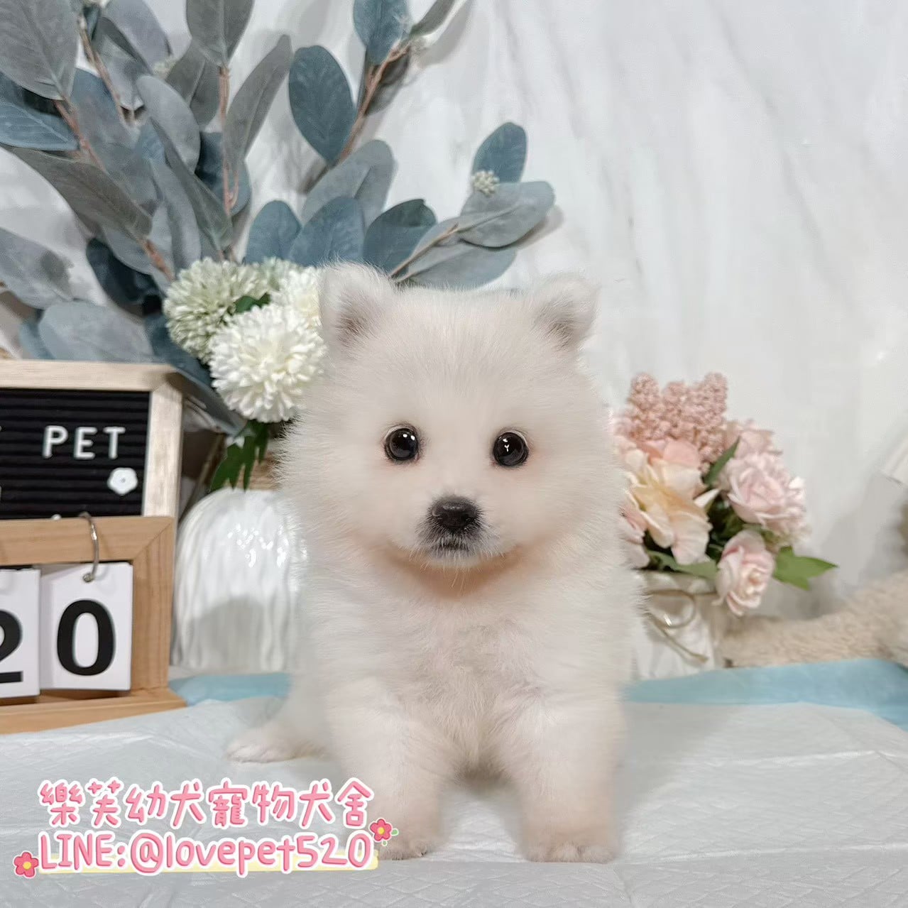 狐狸犬-樂芙幼犬寵物犬舍