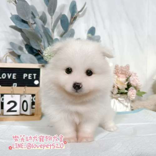 狐狸犬-樂芙幼犬寵物犬舍-台中犬舍,合法犬舍,犬舍推薦,幼犬買賣,買狗推薦