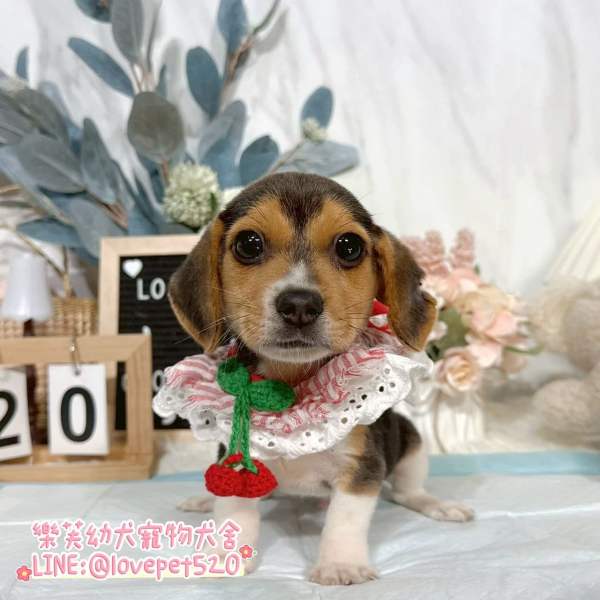 米格魯-樂芙幼犬寵物犬舍-台中犬舍,合法犬舍,犬舍推薦,幼犬買賣,買狗推薦