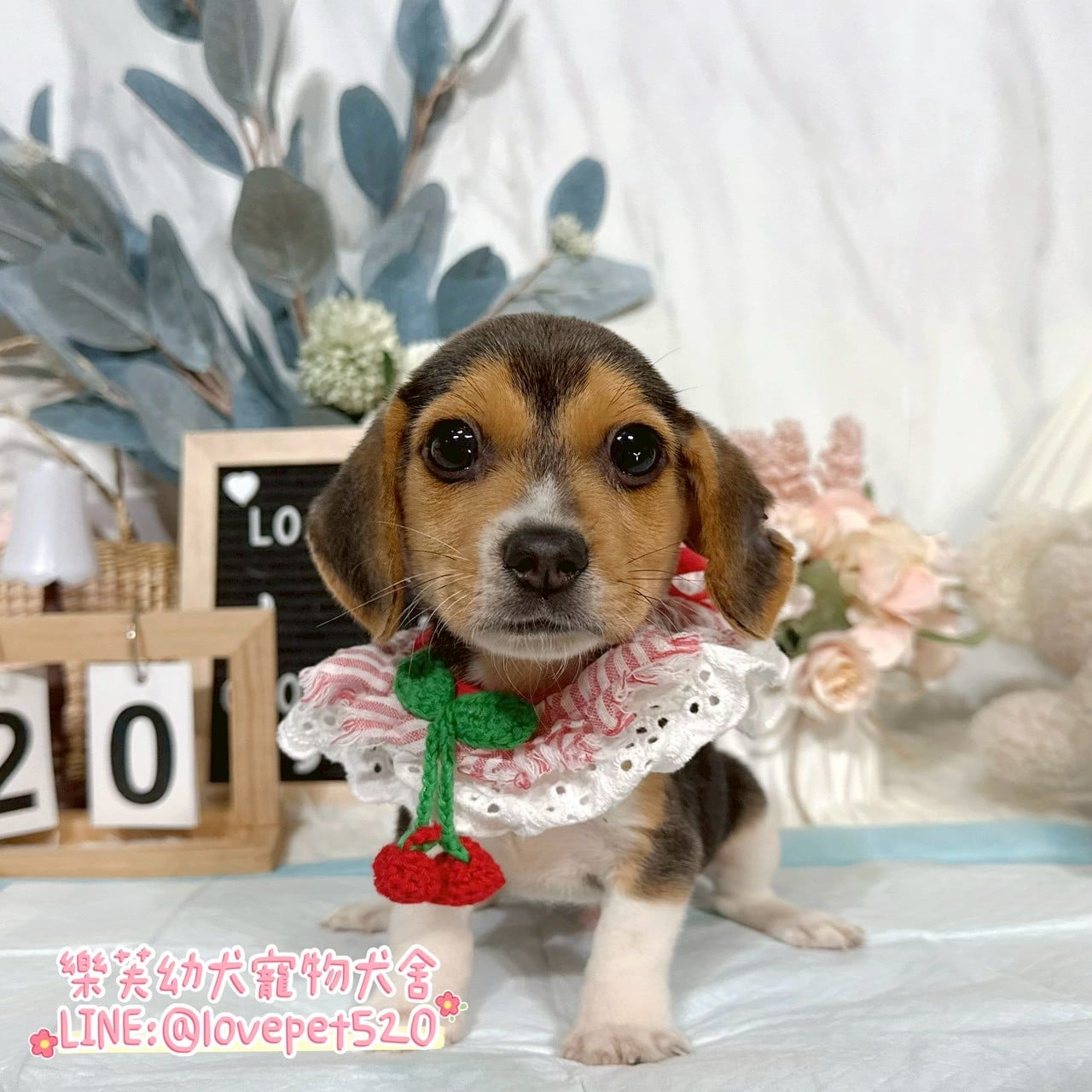 米格魯-樂芙幼犬寵物犬舍-台中犬舍,合法犬舍,犬舍推薦,推薦犬舍,買狗推薦,專業犬舍,優良犬舍