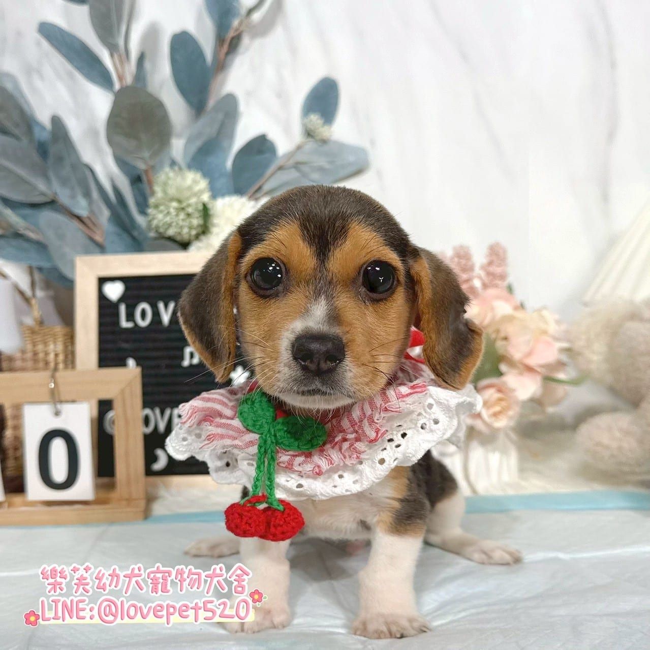 米格魯-樂芙幼犬寵物犬舍-台中犬舍,合法犬舍,犬舍推薦,推薦犬舍,買狗推薦,專業犬舍,優良犬舍