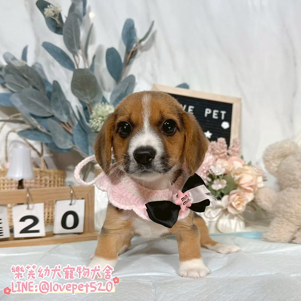 米格魯-樂芙幼犬寵物犬舍-台中犬舍,合法犬舍,犬舍推薦,推薦犬舍,買狗推薦,專業犬舍,優良犬舍