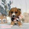 米格魯-樂芙幼犬寵物犬舍-台中犬舍,合法犬舍,犬舍推薦,推薦犬舍,買狗推薦,專業犬舍,優良犬舍