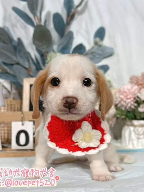 米格魯-樂芙幼犬寵物犬舍-台中犬舍,合法犬舍,犬舍推薦,推薦犬舍,買狗推薦,專業犬舍,優良犬舍