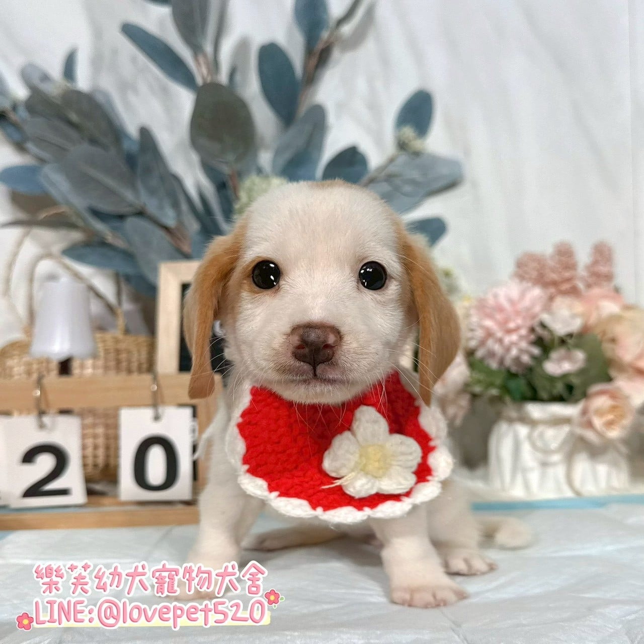 米格魯-樂芙幼犬寵物犬舍-台中犬舍,合法犬舍,犬舍推薦,推薦犬舍,買狗推薦,專業犬舍,優良犬舍