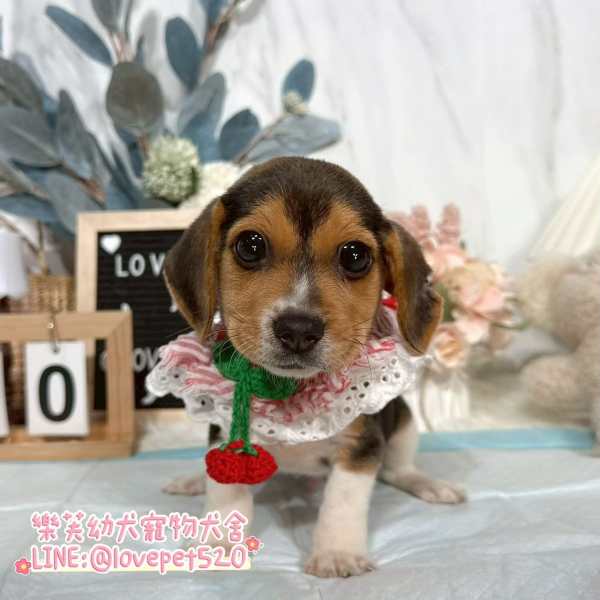 米格魯-樂芙幼犬寵物犬舍-台中犬舍,合法犬舍,犬舍推薦,幼犬買賣,買狗推薦