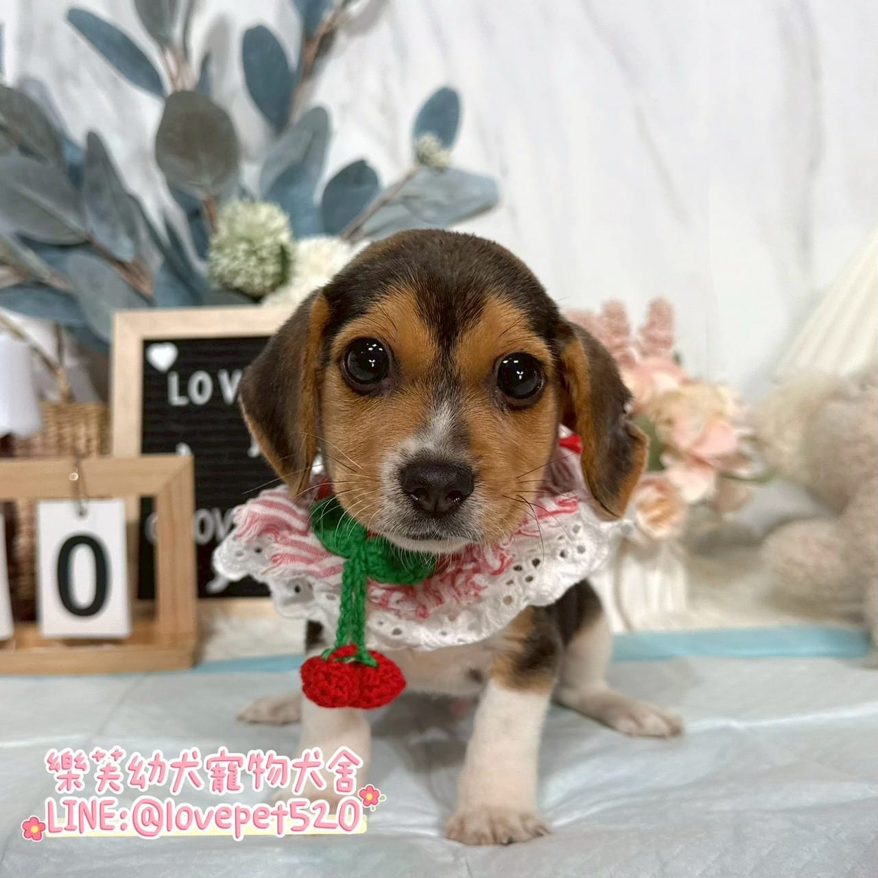 米格魯-樂芙幼犬寵物犬舍-台中犬舍,合法犬舍,犬舍推薦,推薦犬舍,買狗推薦,專業犬舍,優良犬舍