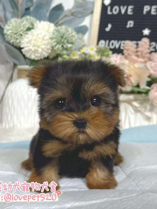 約克夏-樂芙幼犬寵物犬舍-台中犬舍,合法犬舍,犬舍推薦,推薦犬舍,買狗推薦,專業犬舍,優良犬舍