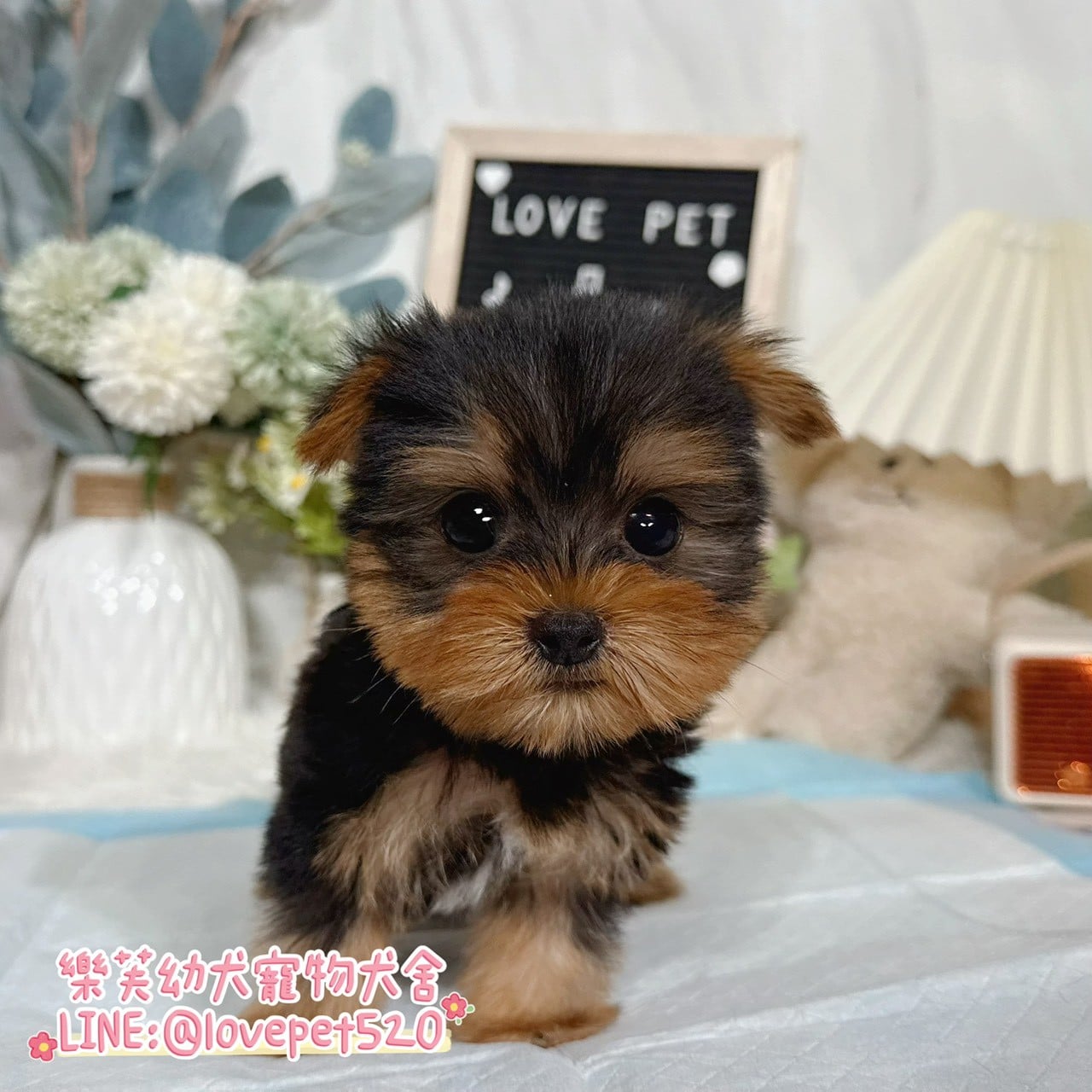 約克夏-樂芙幼犬寵物犬舍-台中犬舍,合法犬舍,犬舍推薦,推薦犬舍,買狗推薦,專業犬舍,優良犬舍