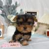 約克夏-樂芙幼犬寵物犬舍-台中犬舍,合法犬舍,犬舍推薦,推薦犬舍,買狗推薦,專業犬舍,優良犬舍 約克夏-樂芙幼犬寵物犬舍-台中犬舍,合法犬舍,犬舍推薦,推薦犬舍,買狗推薦,專業犬舍,優良犬舍