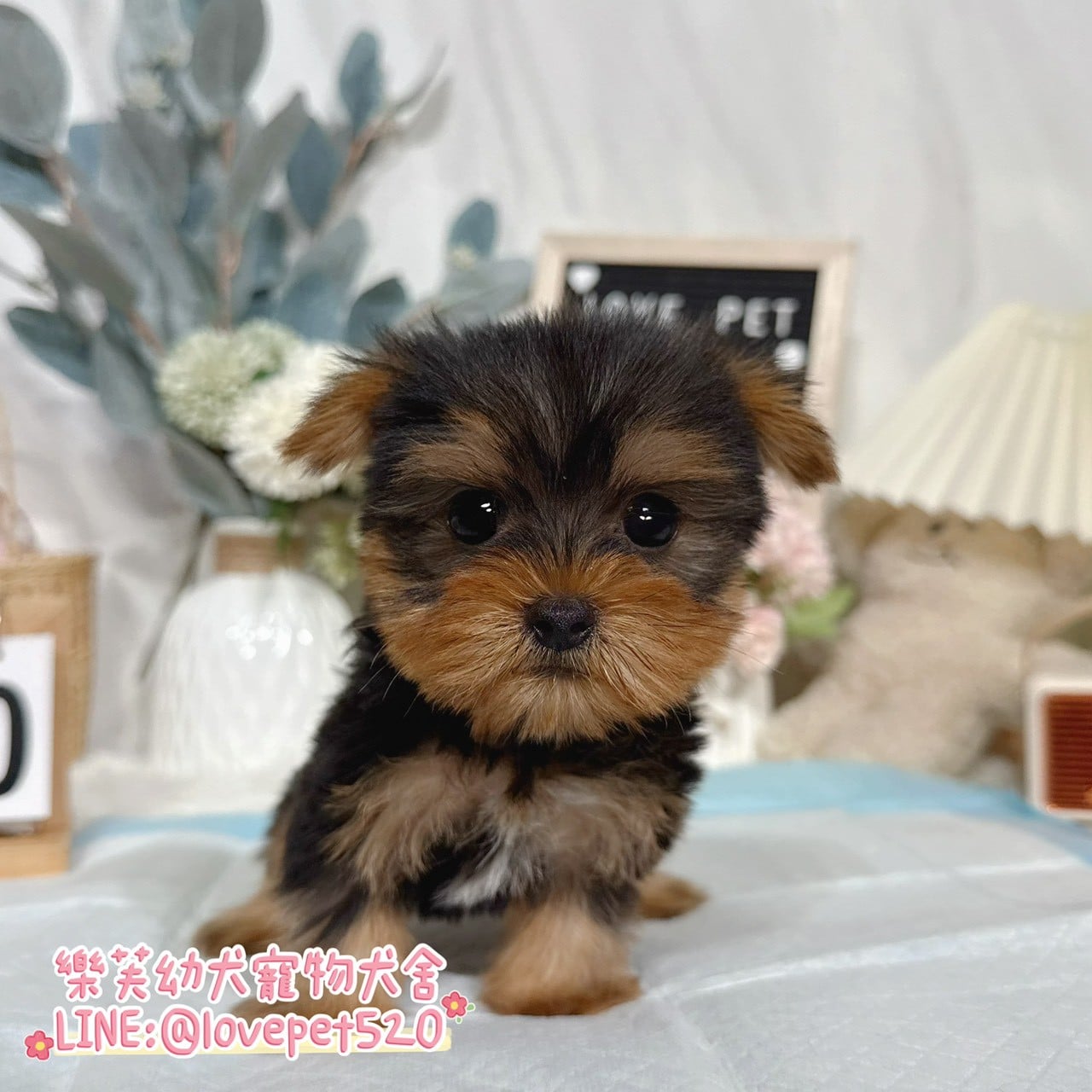 約克夏-樂芙幼犬寵物犬舍-台中犬舍,合法犬舍,犬舍推薦,推薦犬舍,買狗推薦,專業犬舍,優良犬舍