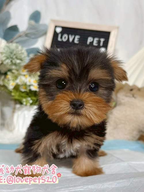 約克夏-樂芙幼犬寵物犬舍-台中犬舍,合法犬舍,犬舍推薦,推薦犬舍,買狗推薦,專業犬舍,優良犬舍