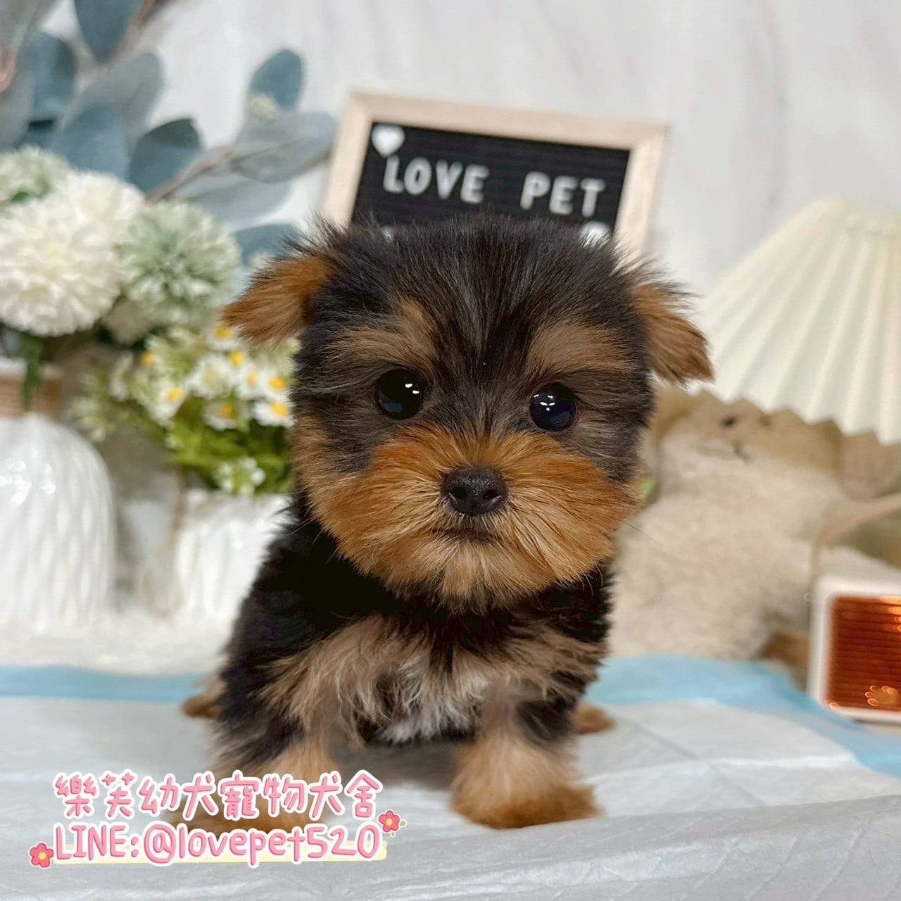 約克夏-樂芙幼犬寵物犬舍-台中犬舍,合法犬舍,犬舍推薦,推薦犬舍,買狗推薦,專業犬舍,優良犬舍