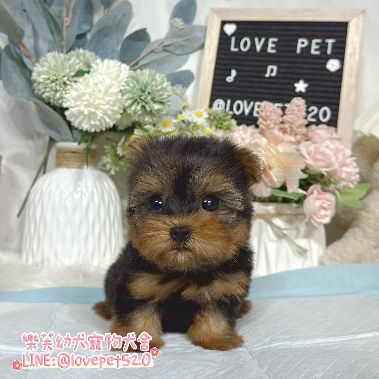 約克夏-樂芙幼犬寵物犬舍-台中犬舍,合法犬舍,犬舍推薦,推薦犬舍,買狗推薦,專業犬舍,優良犬舍