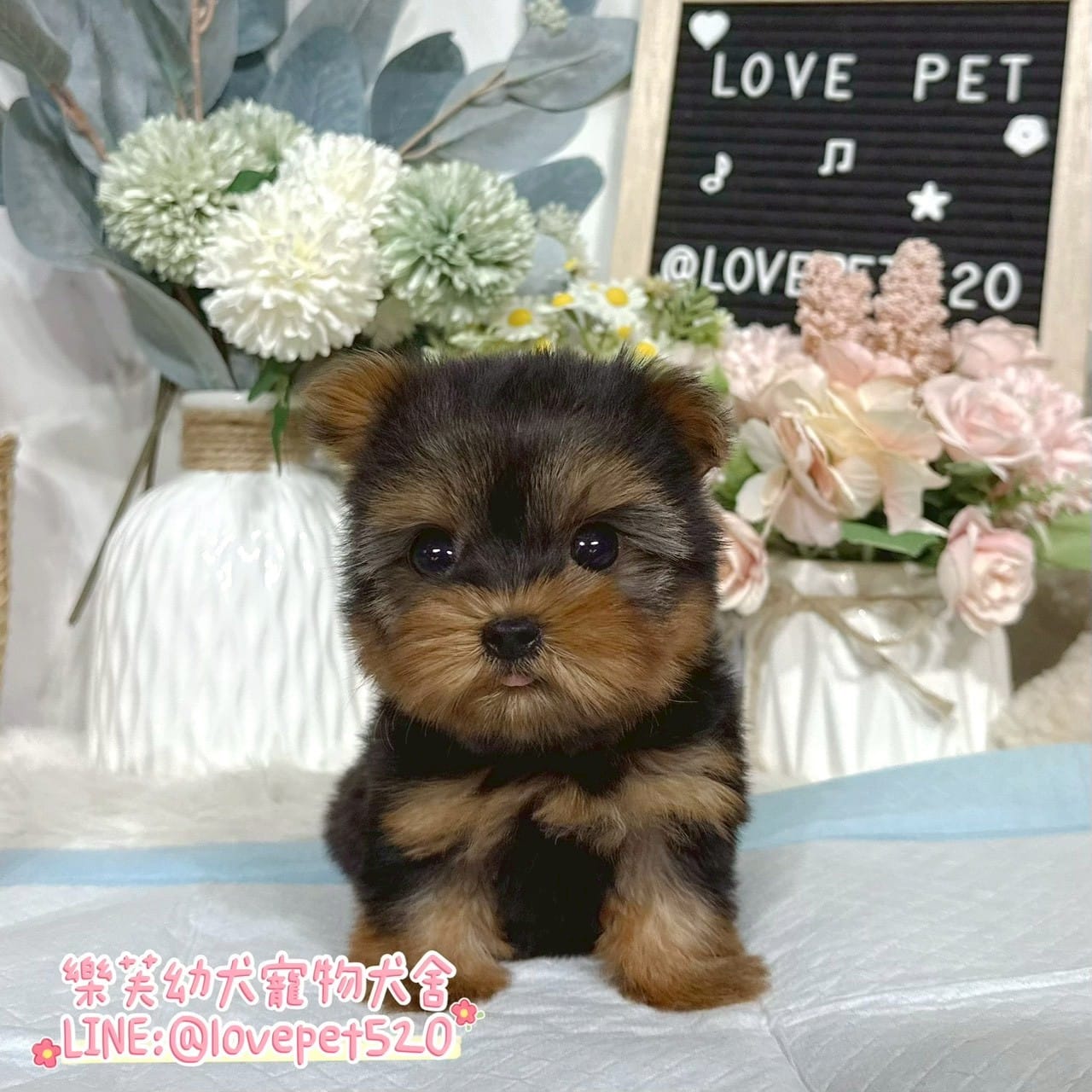 約克夏-樂芙幼犬寵物犬舍-台中犬舍,合法犬舍,犬舍推薦,推薦犬舍,買狗推薦,專業犬舍,優良犬舍