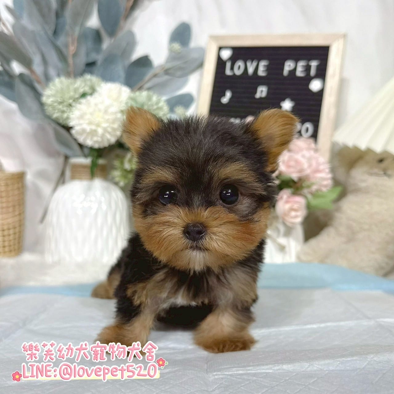 約克夏-樂芙幼犬寵物犬舍-台中犬舍,合法犬舍,犬舍推薦,推薦犬舍,買狗推薦,專業犬舍,優良犬舍
