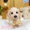 臘腸狗-樂芙幼犬寵物犬舍-台中犬舍,合法犬舍,犬舍推薦,推薦犬舍,買狗推薦,專業犬舍,優良犬舍