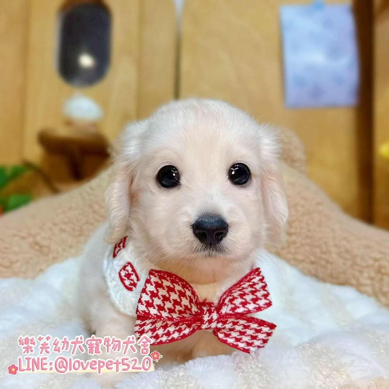 臘腸狗-樂芙幼犬寵物犬舍-台中犬舍,合法犬舍,犬舍推薦,推薦犬舍,買狗推薦,專業犬舍,優良犬舍