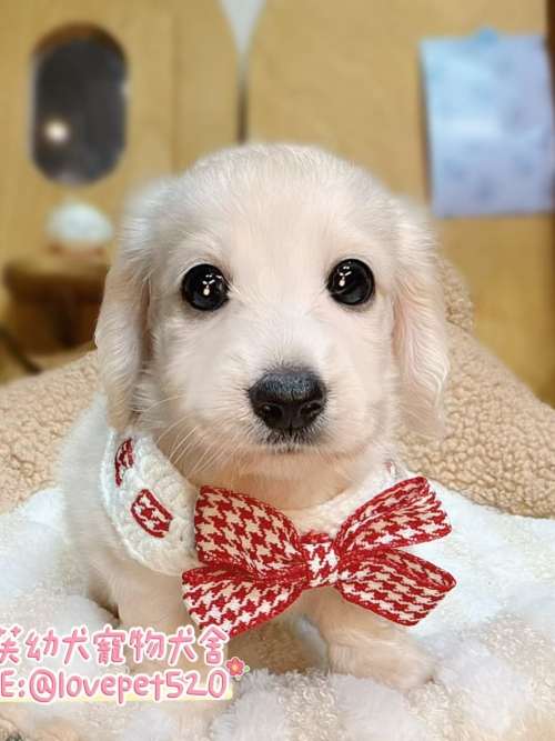 臘腸狗-樂芙幼犬寵物犬舍-台中犬舍,合法犬舍,犬舍推薦,推薦犬舍,買狗推薦,專業犬舍,優良犬舍