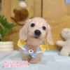 臘腸狗-樂芙幼犬寵物犬舍-台中犬舍,合法犬舍,犬舍推薦,推薦犬舍,買狗推薦,專業犬舍,優良犬舍