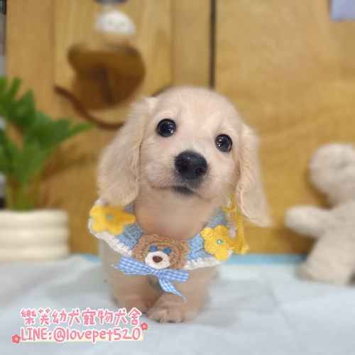 臘腸狗-樂芙幼犬寵物犬舍-台中犬舍,合法犬舍,犬舍推薦,幼犬買賣,買狗推薦