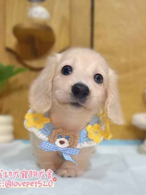 臘腸狗-樂芙幼犬寵物犬舍-台中犬舍,合法犬舍,犬舍推薦,推薦犬舍,買狗推薦,專業犬舍,優良犬舍