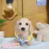 臘腸狗-樂芙幼犬寵物犬舍-台中犬舍,合法犬舍,犬舍推薦,推薦犬舍,買狗推薦,專業犬舍,優良犬舍