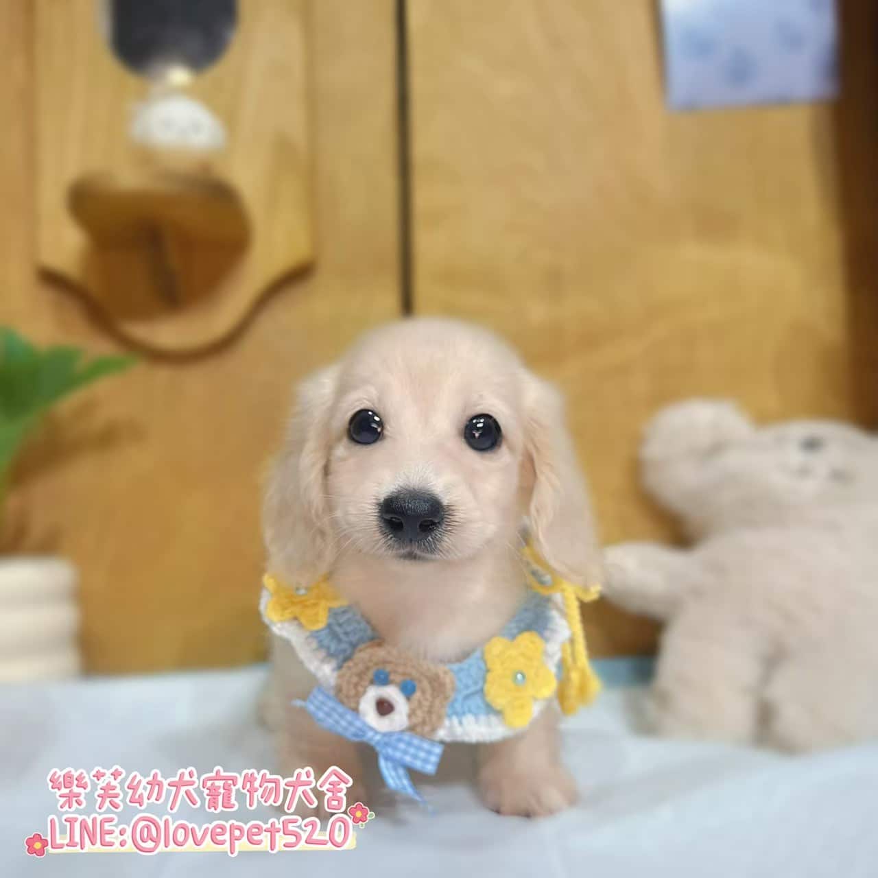 臘腸狗-樂芙幼犬寵物犬舍-台中犬舍,合法犬舍,犬舍推薦,推薦犬舍,買狗推薦,專業犬舍,優良犬舍