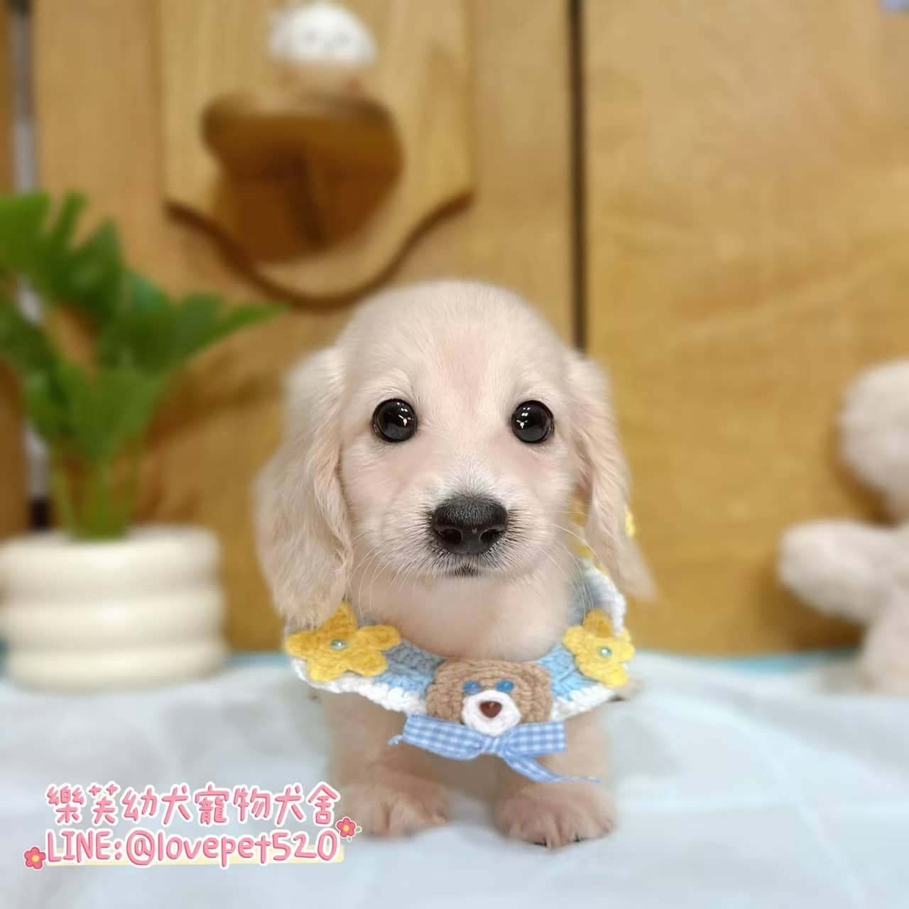臘腸狗-樂芙幼犬寵物犬舍-台中犬舍,合法犬舍,犬舍推薦,推薦犬舍,買狗推薦,專業犬舍,優良犬舍