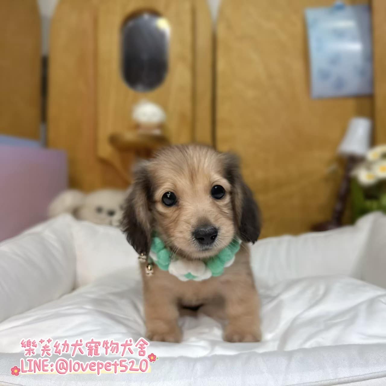 臘腸狗-樂芙幼犬寵物犬舍-台中犬舍,合法犬舍,犬舍推薦,推薦犬舍,買狗推薦,專業犬舍,優良犬舍