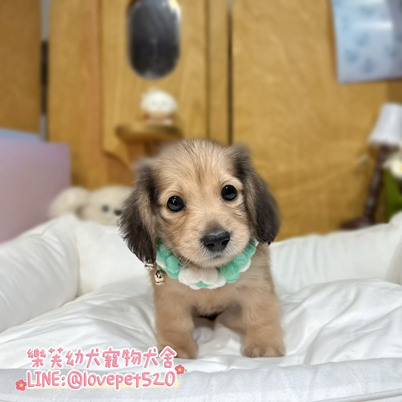 臘腸狗-樂芙幼犬寵物犬舍-台中犬舍,合法犬舍,犬舍推薦,推薦犬舍,買狗推薦,專業犬舍,優良犬舍