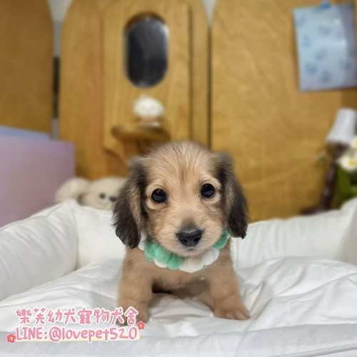 樂芙犬舍奶黑臘腸狗幼犬|合法犬舍照護 樂芙犬舍奶黑臘腸狗幼犬|合法犬舍照護