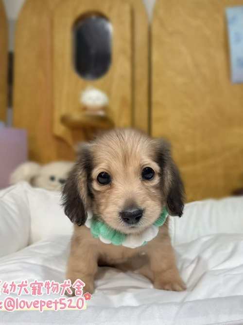 臘腸狗-樂芙幼犬寵物犬舍-台中犬舍,合法犬舍,犬舍推薦,推薦犬舍,買狗推薦,專業犬舍,優良犬舍