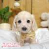 臘腸狗-樂芙幼犬寵物犬舍-台中犬舍,合法犬舍,犬舍推薦,推薦犬舍,買狗推薦,專業犬舍,優良犬舍