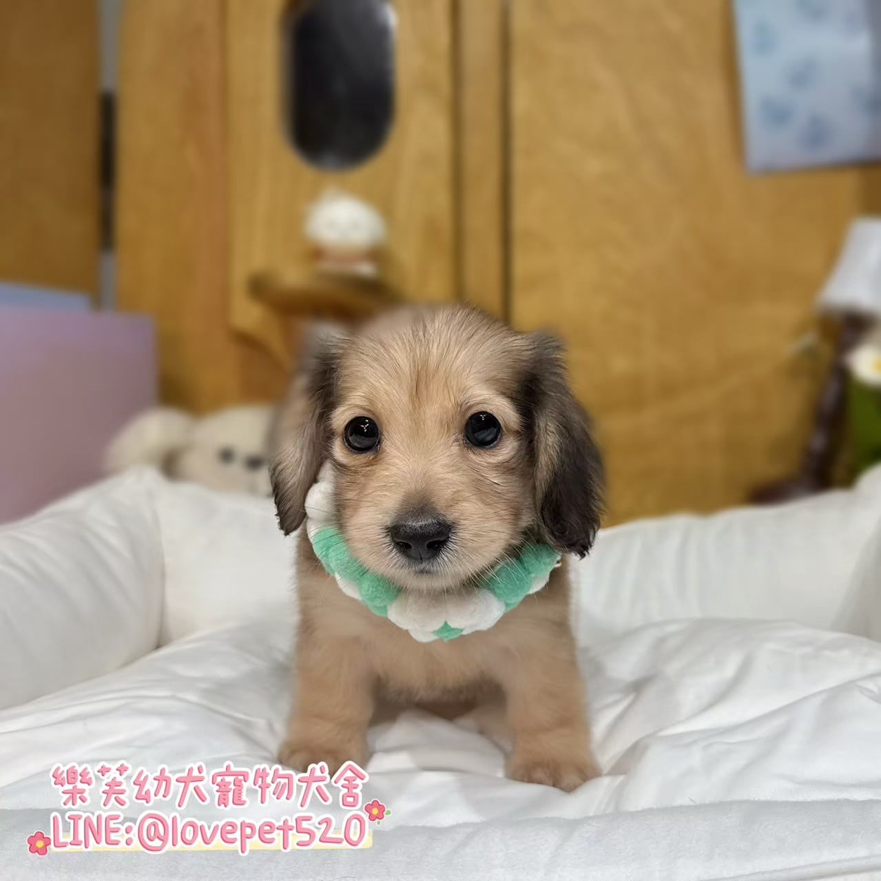 臘腸狗-樂芙幼犬寵物犬舍-台中犬舍,合法犬舍,犬舍推薦,推薦犬舍,買狗推薦,專業犬舍,優良犬舍
