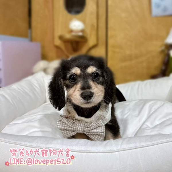 黑四目奶油臘腸狗幼犬實拍照片|合法犬舍 黑四目奶油臘腸狗幼犬實拍照片|合法犬舍