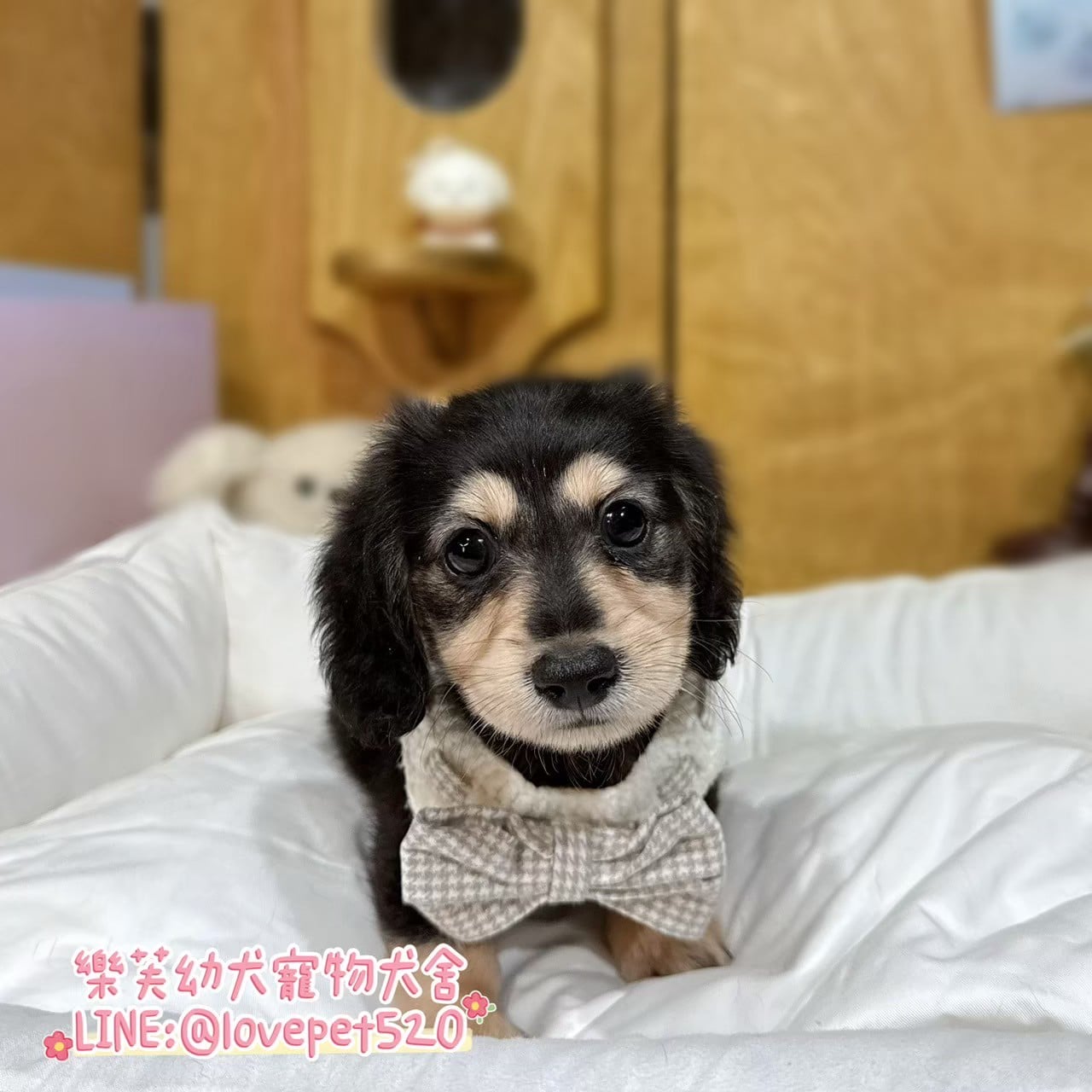 臘腸狗-樂芙幼犬寵物犬舍-台中犬舍,合法犬舍,犬舍推薦,推薦犬舍,買狗推薦,專業犬舍,優良犬舍