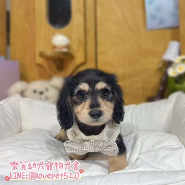 黑四目奶油臘腸狗幼犬實拍照片|合法犬舍 黑四目奶油臘腸狗幼犬實拍照片|合法犬舍