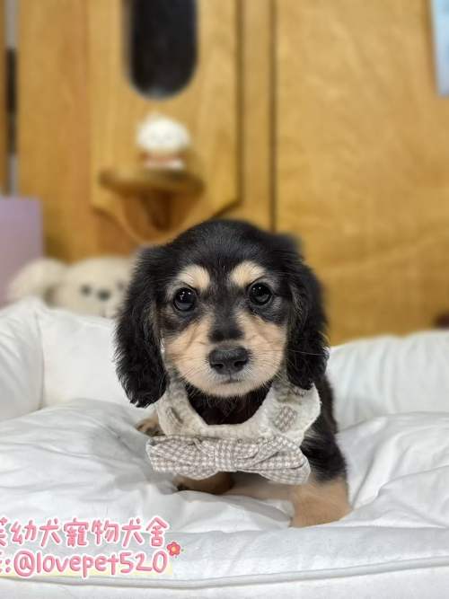 臘腸狗-樂芙幼犬寵物犬舍-台中犬舍,合法犬舍,犬舍推薦,推薦犬舍,買狗推薦,專業犬舍,優良犬舍