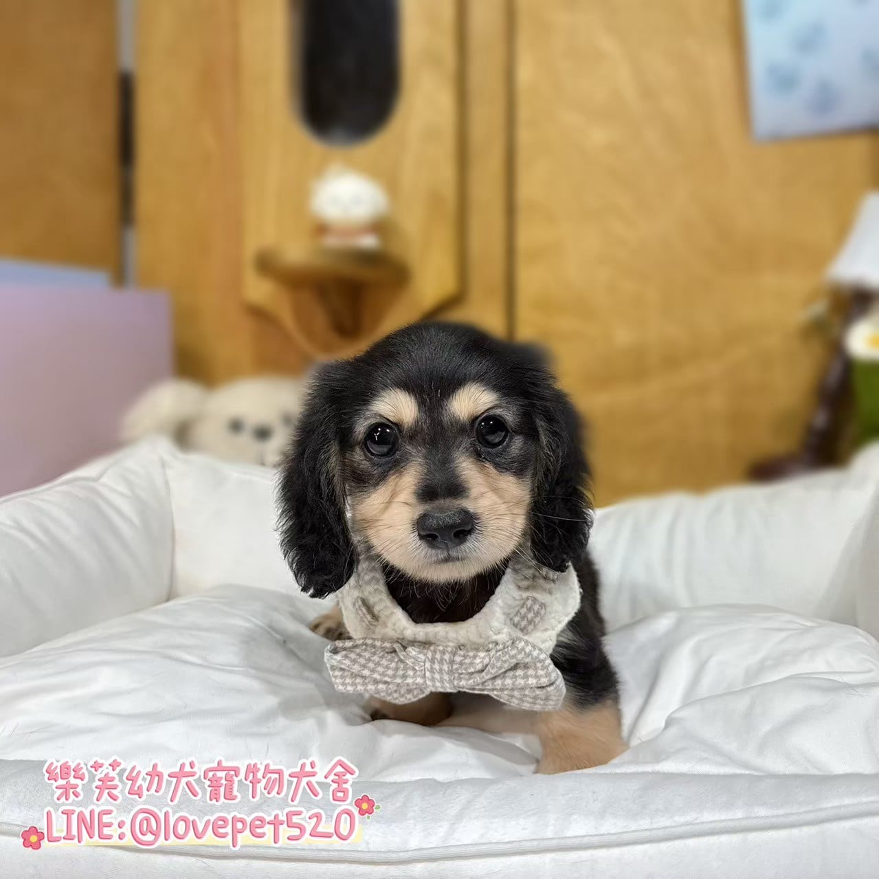 臘腸狗-樂芙幼犬寵物犬舍-台中犬舍,合法犬舍,犬舍推薦,推薦犬舍,買狗推薦,專業犬舍,優良犬舍